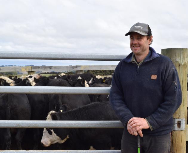 Sheep and beef farmer Brad Williams and a pen of his Angus and Hereford in-calf heifers at his...
