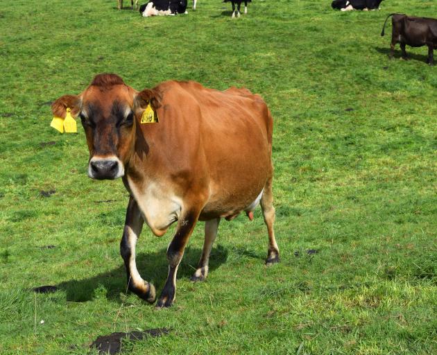A dairy cow walks to the milking shed in Gropers Bush, Western Southland. PHOTO: SHAWN MCAVINUE