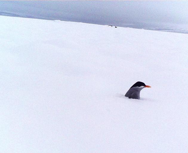 The black-fronted terns showed their mettle when an unseasonal snow fall came in late October....