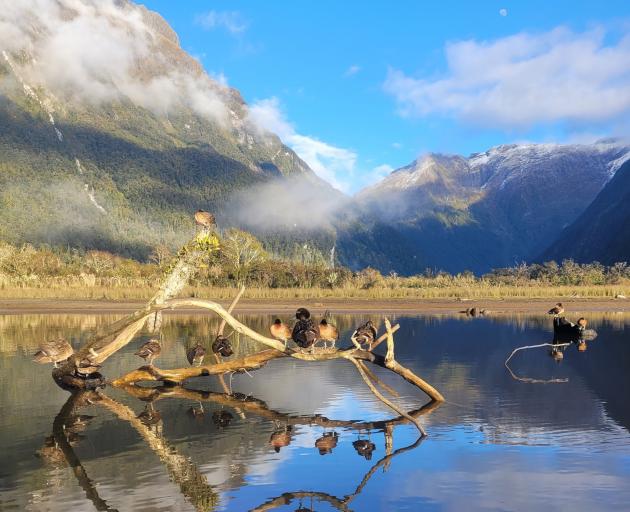 Brown teal are thriving in the beautiful, tough environment of Fiordland National Park. PHOTOS:...