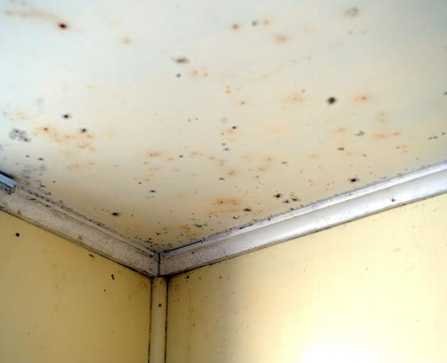 Mould on the ceiling and walls of a student flat. PHOTO: ODT FILES