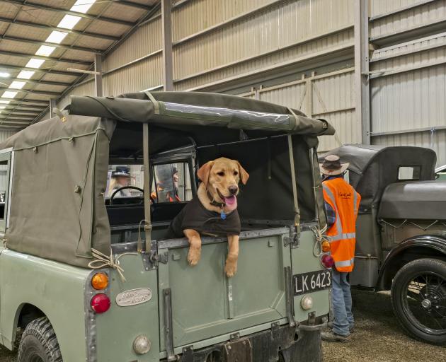 A well-behaved canine in the back of a ute at last year’s muster.