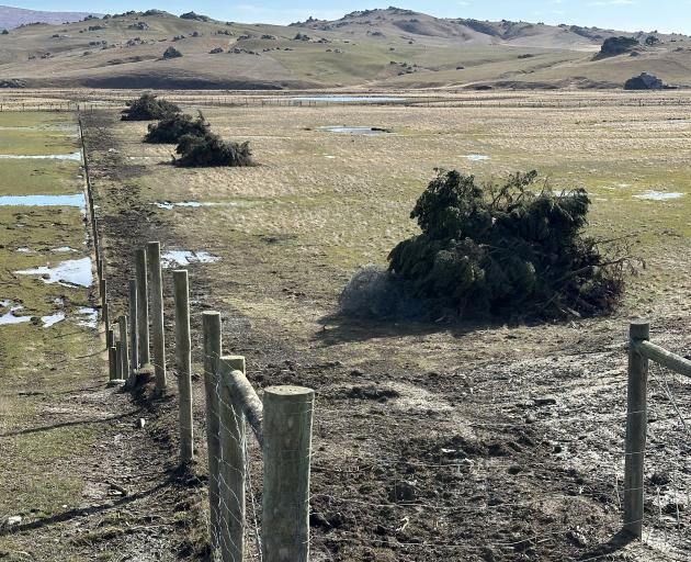 A Pinus Contorta shelter belt knocked down at the Styx Valley basin.