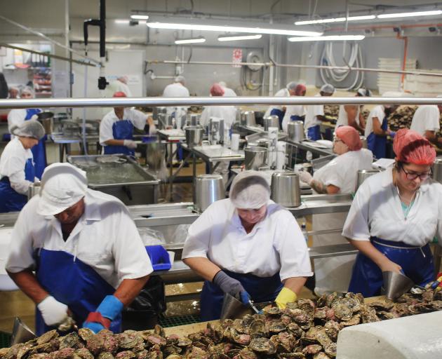 Shuckers at Barnes Wild Bluff Oyster shuckers have had a slow few weeks. PHOTO: ODT FILES