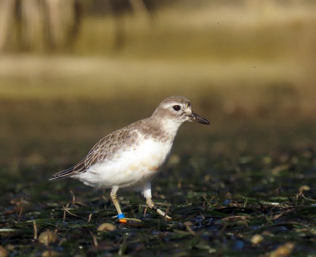 The Southern New Zealand dotterel/pukunui. PHOTOS: DOC