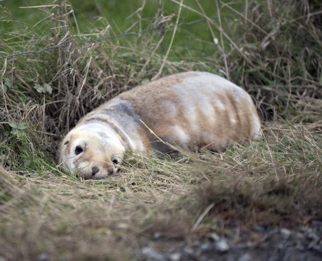 Sea lions increasing in number, such as this sea lion pup recently photographed on a grass verge...