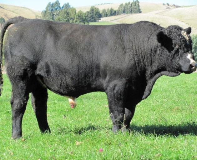 Black bull Glenside 23004 will be on offer at Glenside Simmentals’ 34th annual bull sale in South...