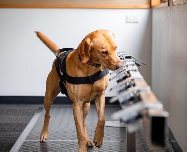 Ovarian cancer detection dog K9MD Hogan at work in the laboratory. PHOTO: SUPPLIED