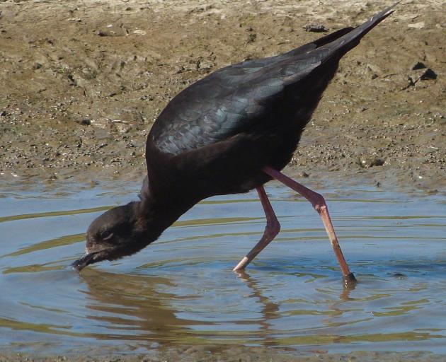 Kakī first started visiting the farm five years ago. PHOTOS: SUPPLIED