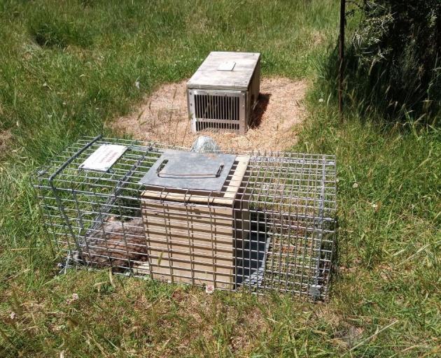 The new prototype trap to outsmart stoats.