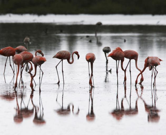 I have become adept at standing on one foot in the shower like a misshapen flamingo in a deluge....