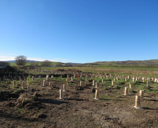Rows of native trees to be planted near the Lauder Creek Bridge over the Manuherikia River as...
