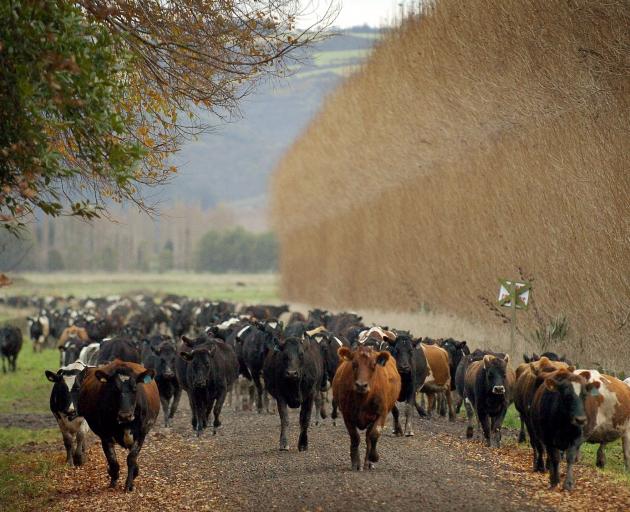 Agricultural lobby groups argue the government should lower its 2050 methane target. Photo: ODT...
