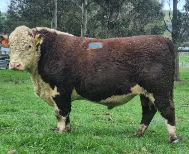 Clarence Valley’s Murray family were right about an inkling their 2-year-old bull Matariki...