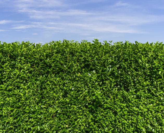 The car had to be towed from the hedge. Photo: Getty Images
