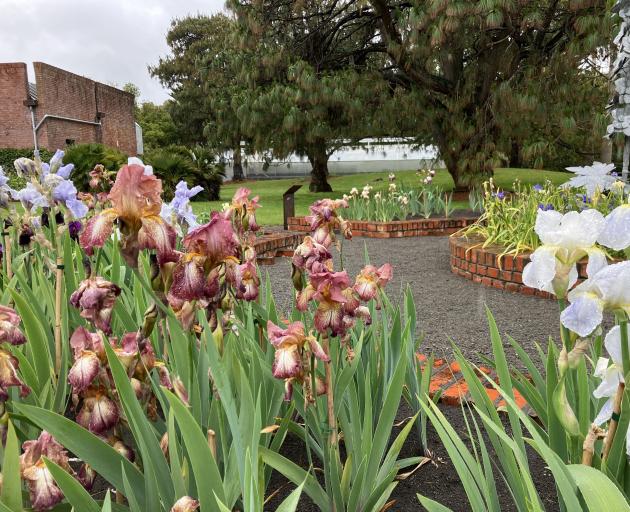 Jean Stevens Iris Garden at Bason Botanic Gardens in Whanganui. PHOTO: KAREN WRIGGLESWORTH