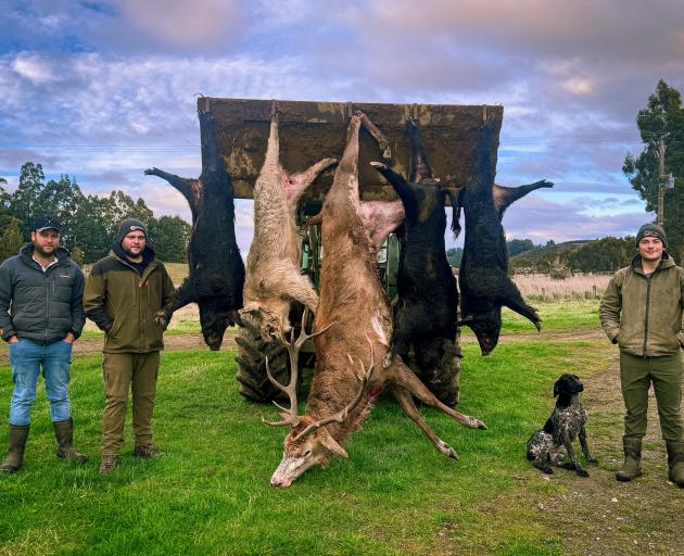With a gigantic Red Stag as part of their entry, alongside four chunky wild pigs, Team Outdoors...