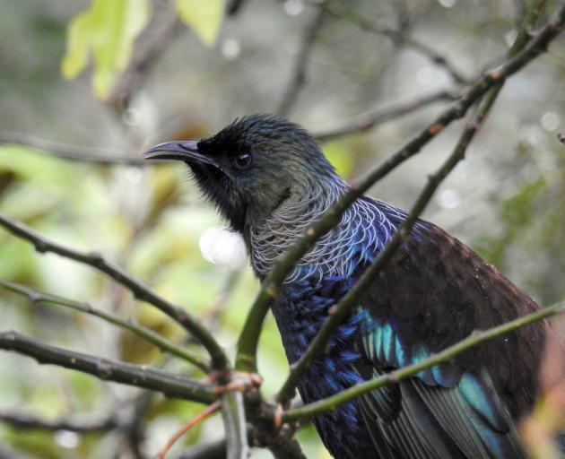 A tūī contemplates its next move.