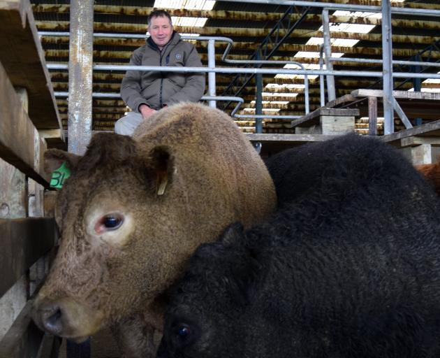 Taieri farmer Geoff Edgar’s Charolais and Belgian blue-cross steer (left) won the supreme hoof...