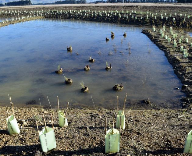 Carex plants in sacks stop bubbling spring water entering the wetland on Craig Collins’ farm....