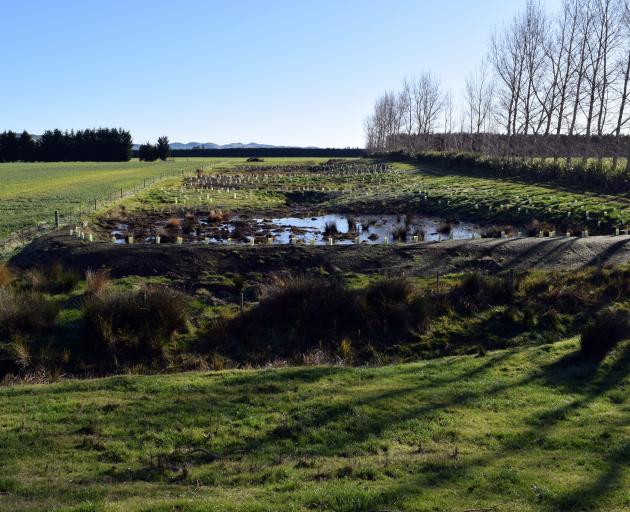 The wetland on Ian and Sandra Orr’s farm in Balfour. PHOTO: SHAWN MCAVINUE