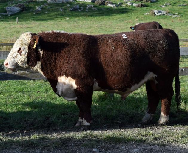 Hereford bull Limehills Supreme 230080 sold for the highest price of $24,000 in Millers Flat.