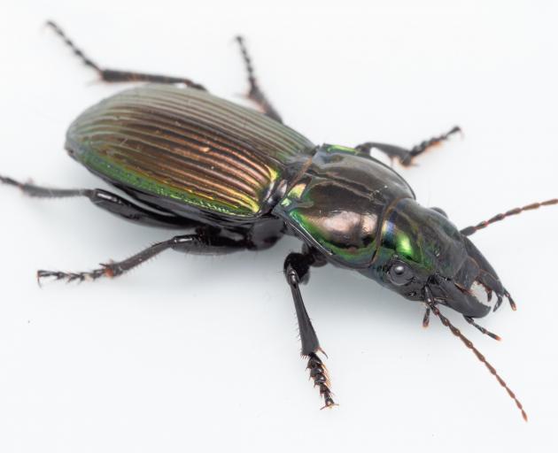 The Alexander beetle is a species of ground beetle endemic to the South Island. PHOTOS: SHOU SAITO
