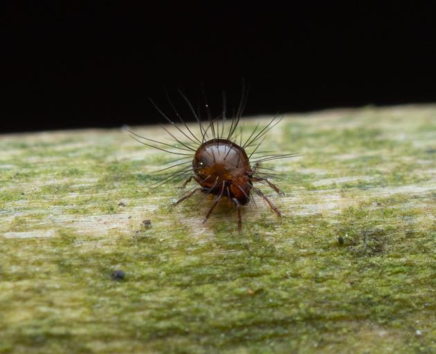 The Neotrichozetes spinulosa can be found in the Claremont Bush and is the same size as a grain...