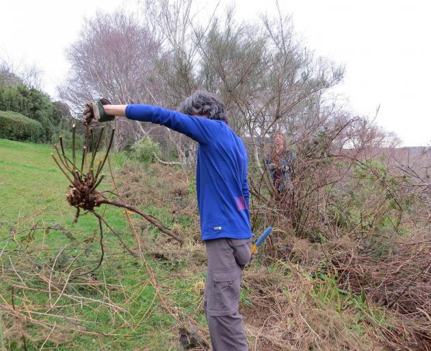 Wild Dalmore Reserve volunteer Jon with a blackberry lignotuber.