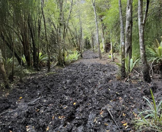 A part of the Rakiura track photographed in early February this year. PHOTO: ALLTRAILS.COM