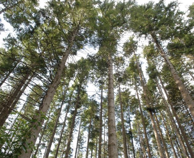 There’s a right place and time for Douglas fir. PHOTO: GERARD O’BRIEN
