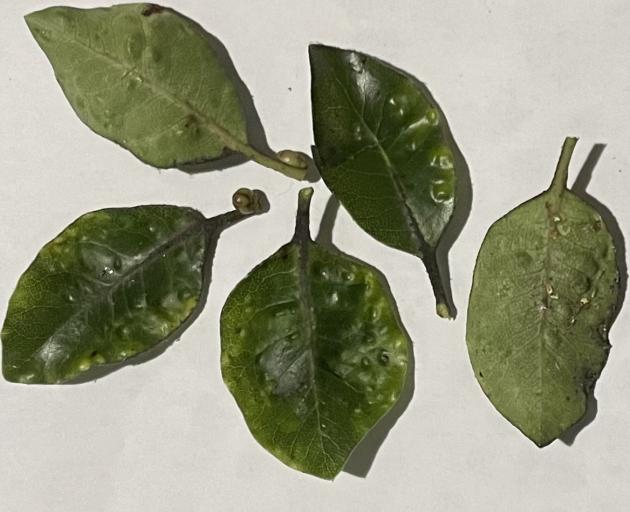 Leaves of kōhūhū, bearing dimple galls made by tiny mites, found on the kōhūhū beside the steps...