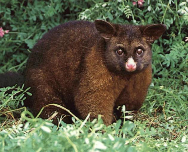 A disease reservoir of bovine Tb in New Zealand’s possum population is the last barrier to...