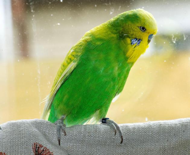 'Monster' the budgie. Photo: Geoff Sloan