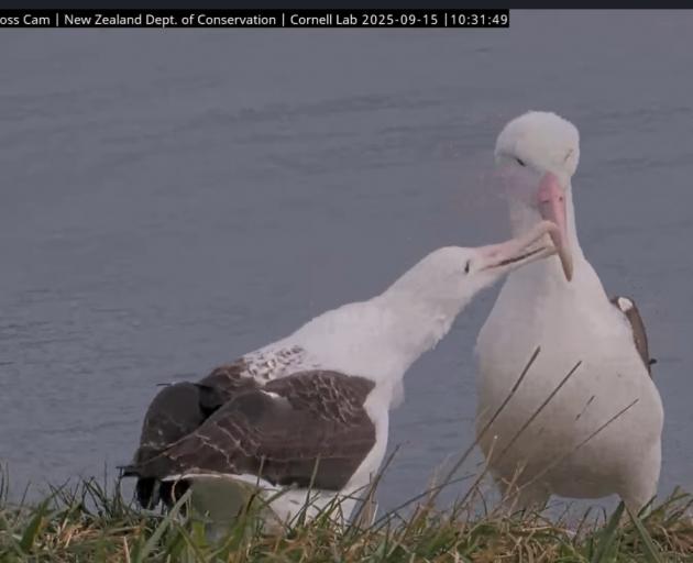A Royal Albatross/toroa plays up for the camera at Taiaroa Head. This was the most successful...