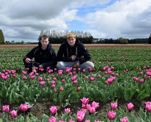 Looking for tulips showing signs of viruses in Edendale last week are Triflor labourers Jorn vd...