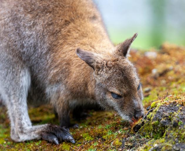 The impact of Bennetts Wallaby (Macropus rufogriseus) on the outskirts of Dunedin is being...