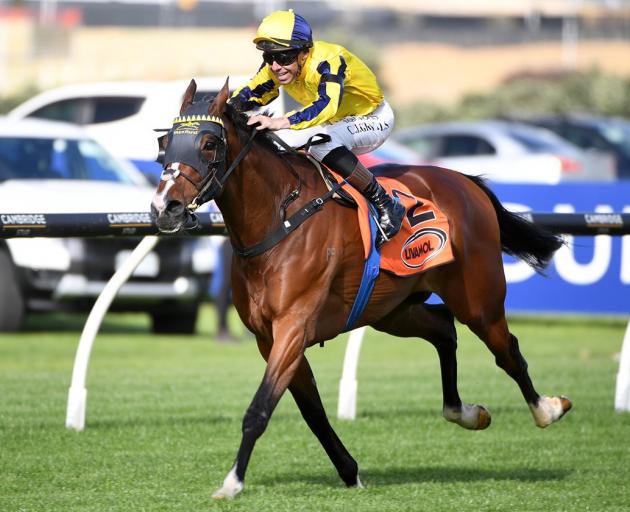 Waitak is all alone at the finish of the Gr.1 Livamol Classic. PHOTO: KENTON WRIGHT / RACE IMAGES