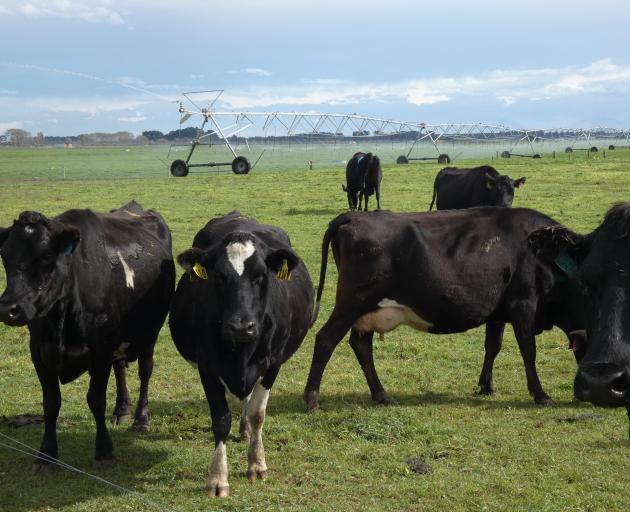 New Zealand’s international edge in dairying will need to be underpinned by sustainable practices...