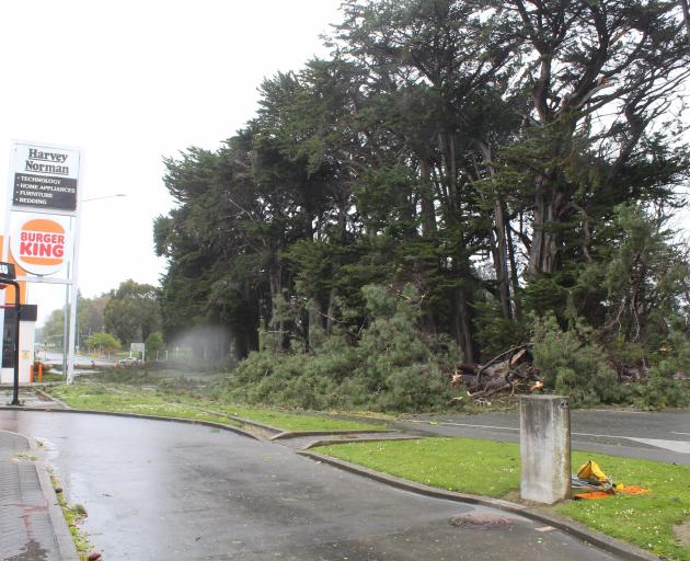 Extreme weather on October 23 toppled large trees around Invercargill. 