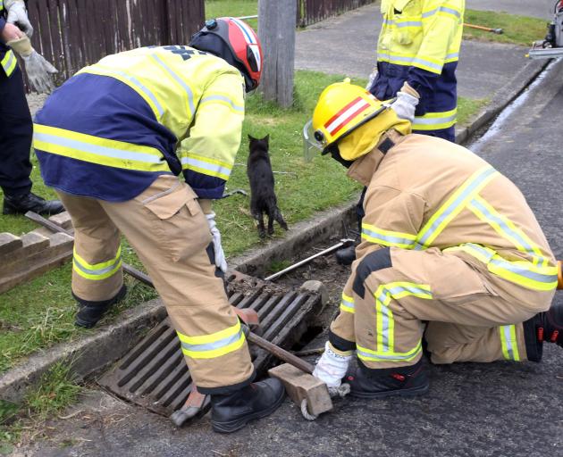 A small black cat shoots away into some nearby bushes after being freed by firefighters from a...