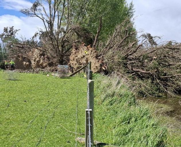 An Otago Regional Council contractor removes trees, from Lovells Stream, northwest of Balclutha,...