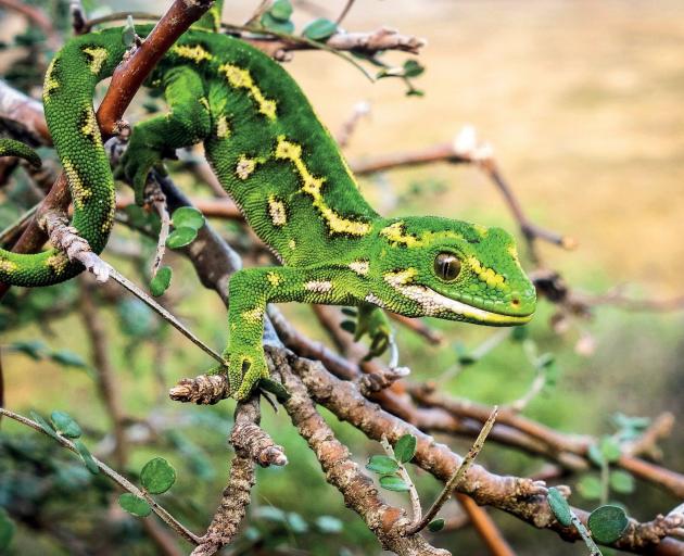 A jewelled gecko on Otago Peninsula. PHOTO: CAREY KNOX