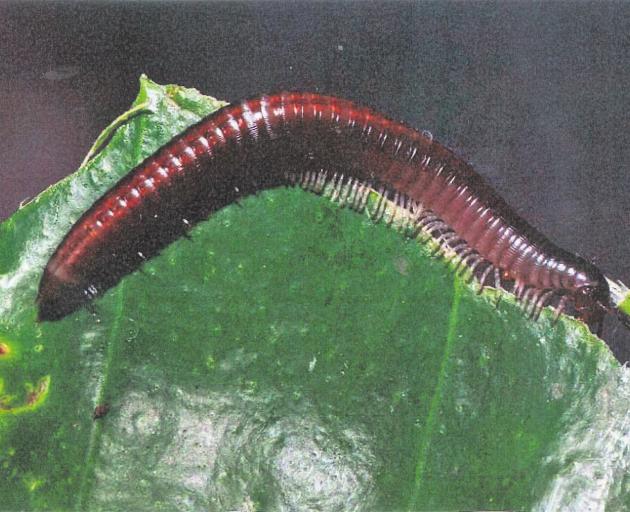 The Portuguese millipede, now spreading in New Zealand. PHOTO: ANDREW WEEKS