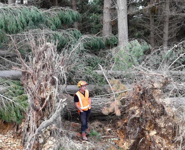 Wenita’s production and logistics manager, Simon Walker, views wind-felled forestry logs which...