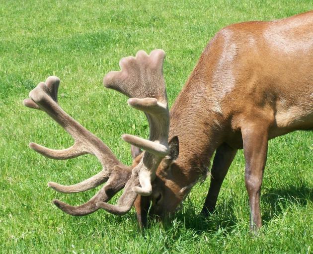 Tikana Wapiti stud sire Nepia, pictured here in 2021, sired the stag Yotam, which won the elk...