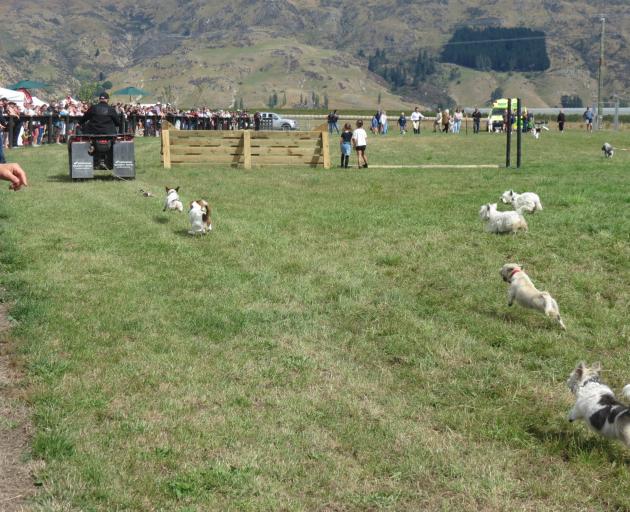 Terriers run rampant in the first terrier race event in the Mt Benger A&P show’s history. PHOTO:...