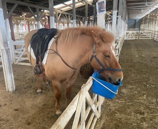 Rudi needs a $4 tablet a day to manage his Cushings disease.
