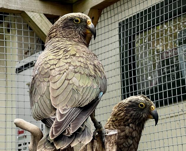 These lead-poisoned kea are doing better after chelation therapy. PHOTO: SUPPLIED