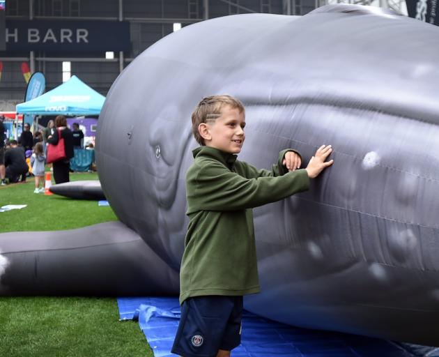 Mahe Ewan, of Cromwell, gets up close and personal with a life-sized inflatable humpback whale at...